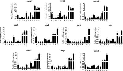 Identification of 10 SUMOylation-Related Genes From Yellow Catfish Pelteobagrus fulvidraco, and Their Transcriptional Responses to Carbohydrate Addition in vivo and in vitro